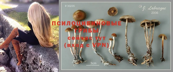 прущие грибы Волоколамск